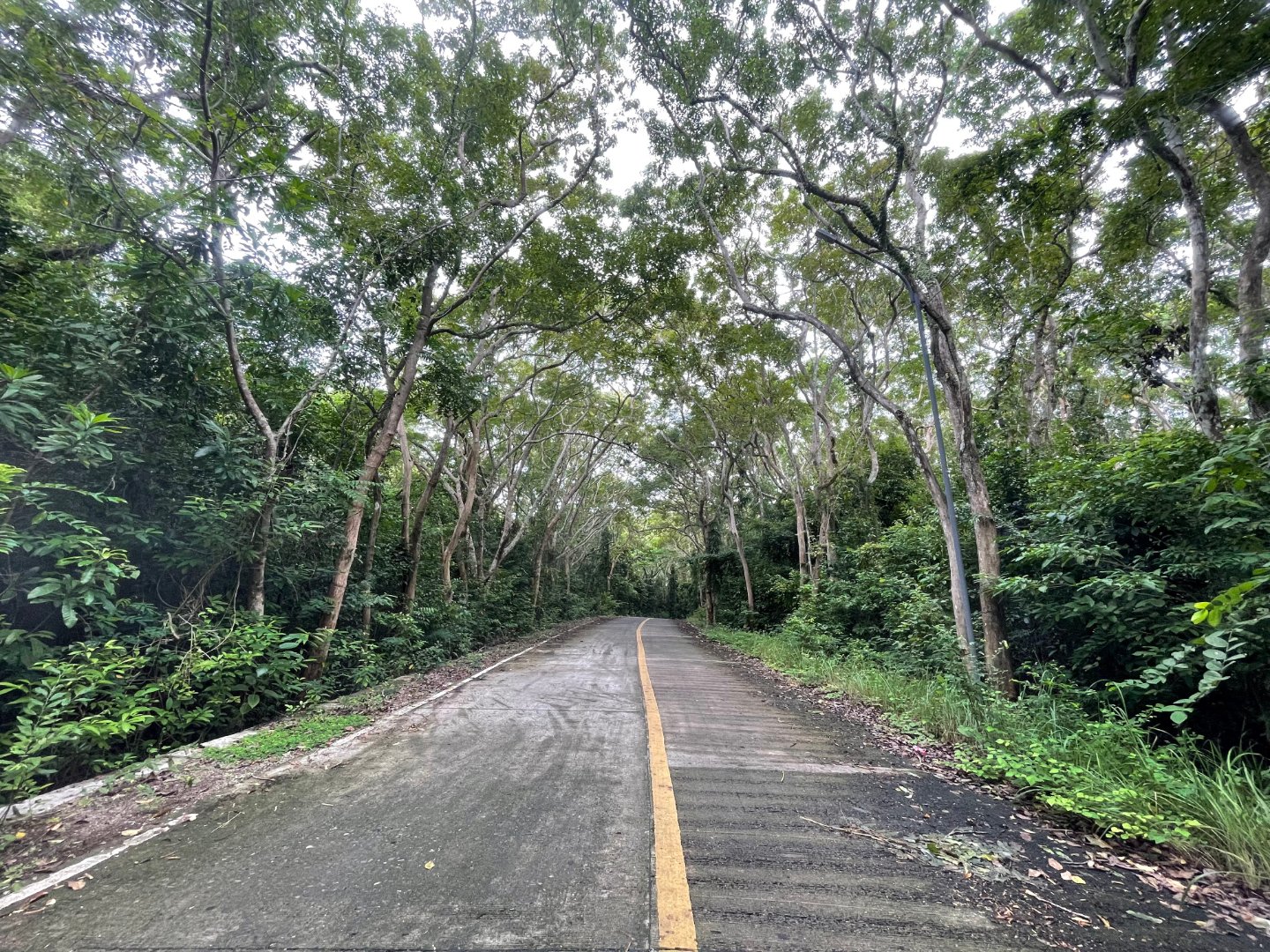 Man-made Forest